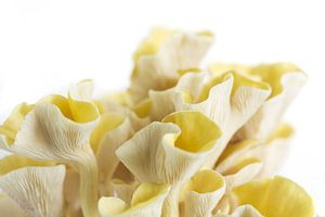 Goldene Austernpilze 