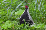 Lophura pheasant chicken in green grass, black and white bird with red muzzle and white stripes by Michael Semenov thumbnail