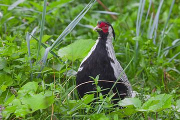 Lophura pheasant chicken in green grass, black and white bird with red muzzle and white stripes by Michael Semenov