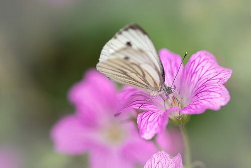 Butterfly on purple flower