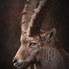 Close up van een steenbok man | fineart fotografie van Laura Dijkslag