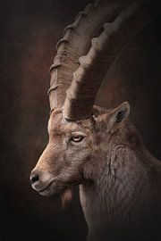 Nahaufnahme eines Steinbockmännchens | fineart photography