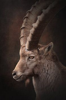 Nahaufnahme eines Steinbockmännchens | fineart photography