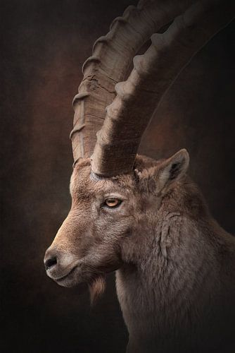 Close up van een steenbok man | fineart fotografie van Laura Dijkslag