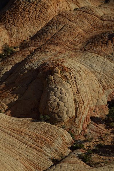 Yant Flat - Candy Cliffs - Cottonwood Forest Wilderness Utah USA by Frank Fichtmüller