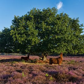 Schotse Hooglanders op de Heide in 'T Gooi van Charlene van Koesveld