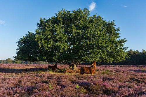 Schotse Hooglanders op de Heide in 'T Gooi