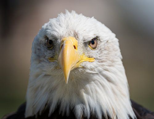 Amerikaanse Zeearend