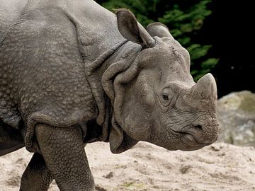 Indische neushoorn : DierenPark Amersfoort van Loek Lobel