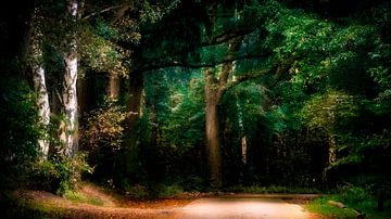 Sprookjes bos van Richard Kamphuis
