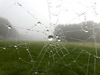 Spinneweb met dauwdruppels