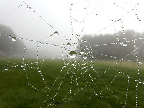 Spinneweb met dauwdruppels