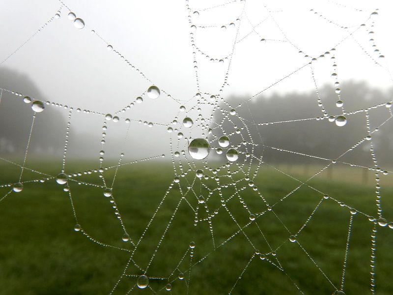Spinnennetz mit Tautropfen von Joke te Grotenhuis