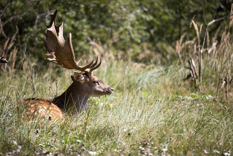 Hert in het bos van N. Rotteveel