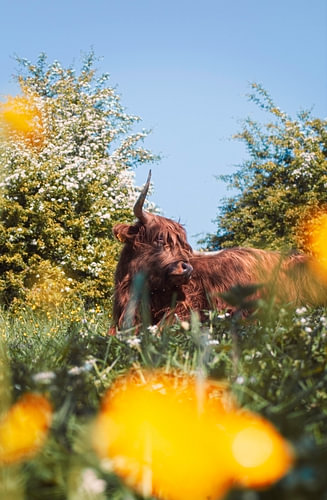 Highlander amongst the dandelions