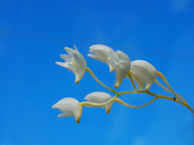 Orchid  by Rob van Keulen
