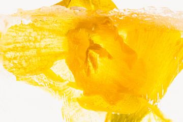 Daffodils in ice 1 by Marc Heiligenstein