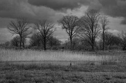 Arbres, nuages et roseaux