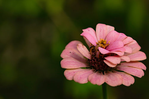 Rosenblüte in Nahaufnahme