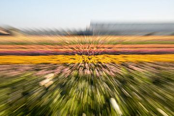 Abstract kleurrijk van een bloemenveld van Yanuschka | Noordwijk Fotografie