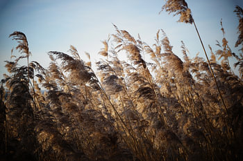 Reed 3