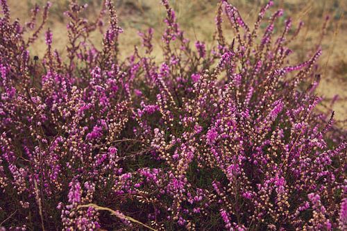 Paarse heide bloem