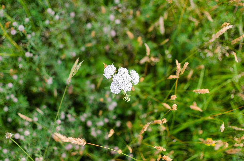 Bloem in gras von Bram van der Meer