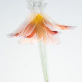 dancing tulip - the beauty of impermanence by masja mols