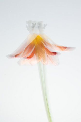 dancing tulip - the beauty of impermanence