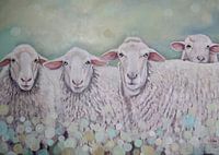 Nieuwsgierige schapen