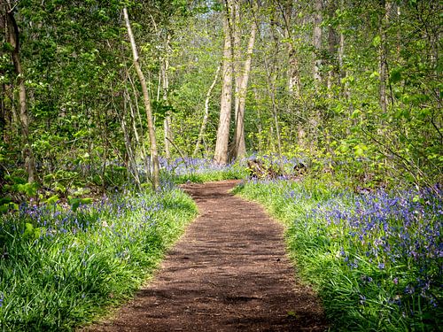 Sentier dans une forêt avec des jacinthes sauvages sur Karin Schijf