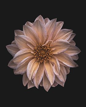 Pastellfarbene Dahlie