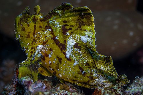 Leaf scorpion fish @ Komodo, Indonesia