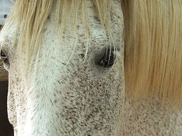 Paardenhoofd Lusitana - detailfoto van insideportugal