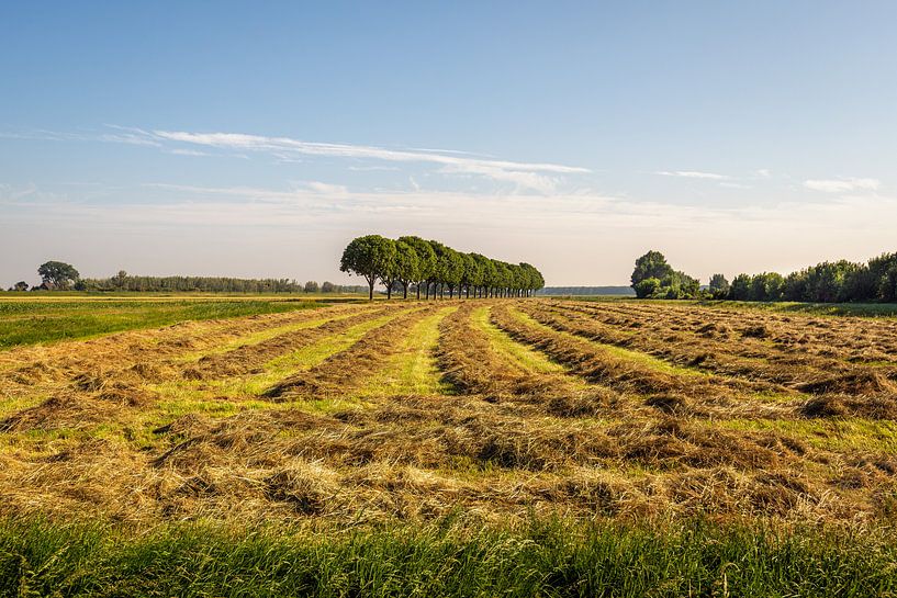Drying grass in long ridges by Ruud Morijn