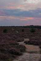 Heide