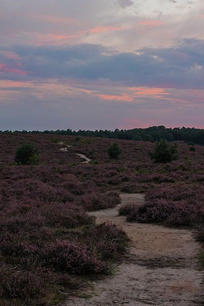 Heide by Hasse Schoo