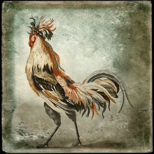 Een haan 2