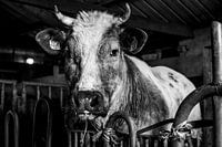 Nieuwsgierige stier in oude stal