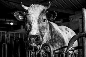 Neugieriger Stier im alten Stall