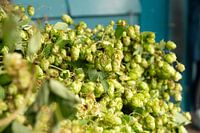 hop