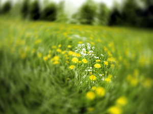 sommertraum
