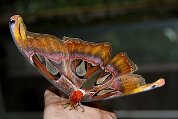 Atlas Vlinder