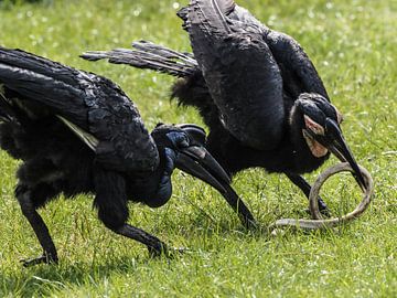 Zuidelijke hoornraaf en Noordelijke Hoornraaf van Loek Lobel