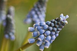 Muscari, raisin bleu avec bokeh