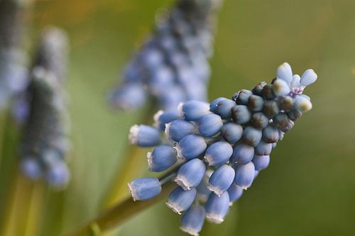 Muscari, blauwe druif met bokeh