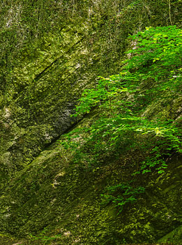 Life in Stone