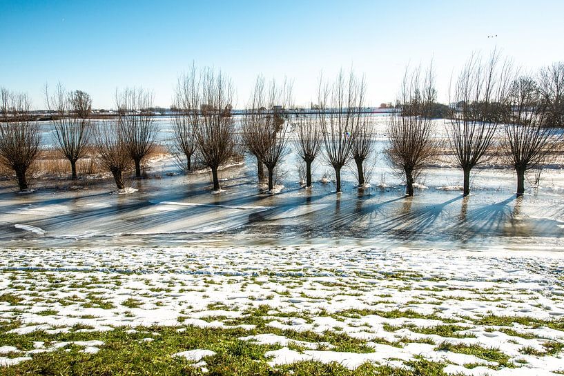 Willows in Ice by Brian Morgan