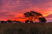 sunrise Uganda
