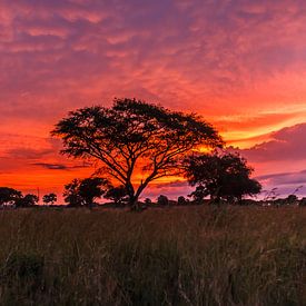 zonsopkomst Oeganda van Mariette Kapitein